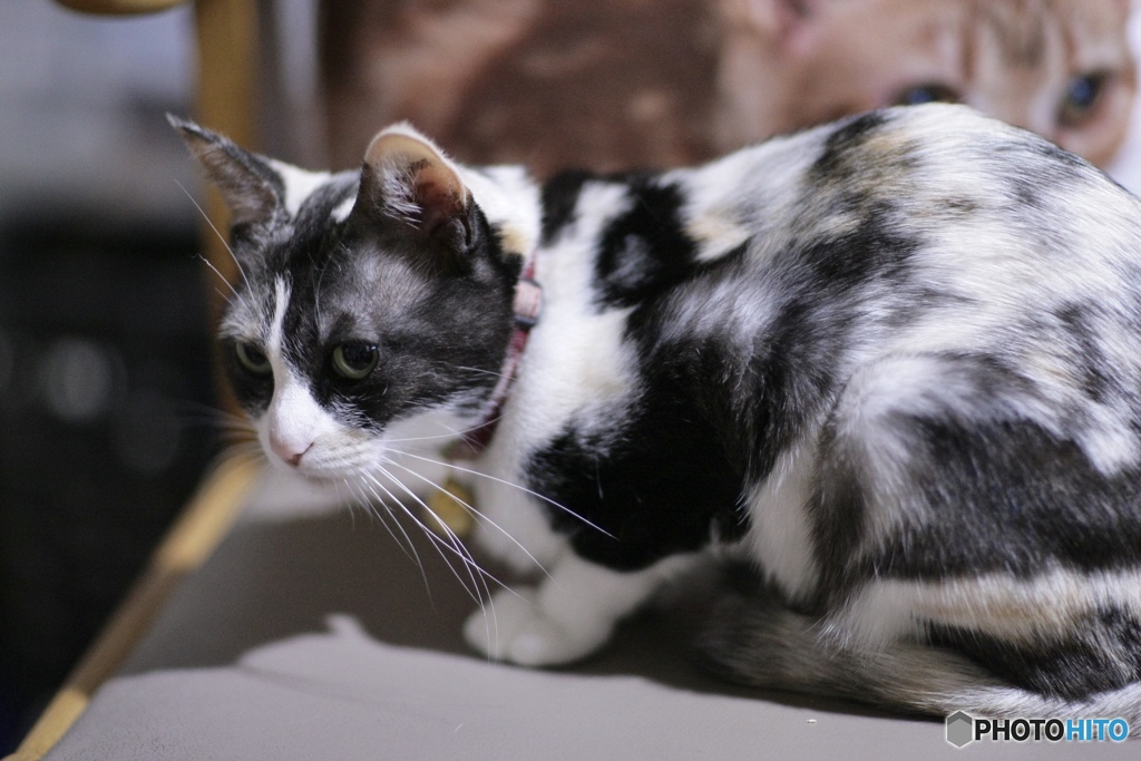 恥じらいの乙女