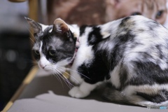 恥じらいの乙女