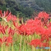 絞って絞って