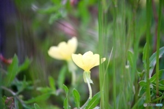 黄色い花