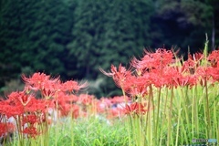 彼岸花の咲く頃