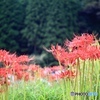 彼岸花の咲く頃