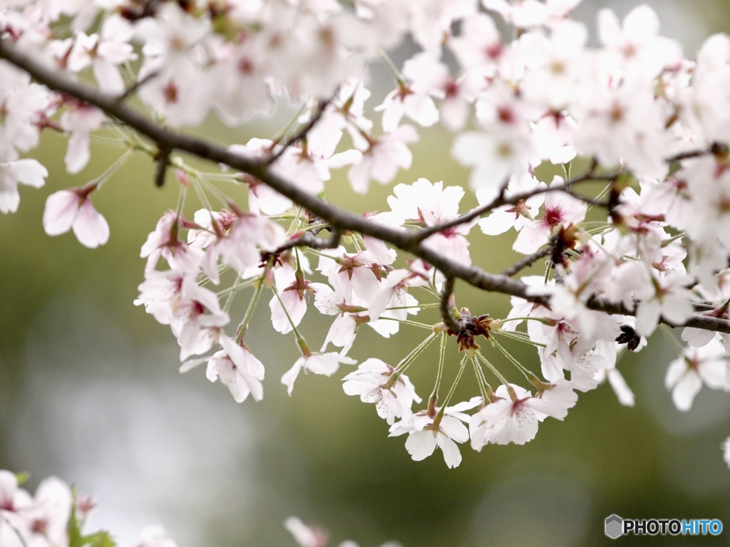 枝が揺れて桜舞い散る