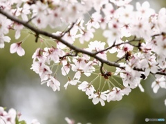 枝が揺れて桜舞い散る