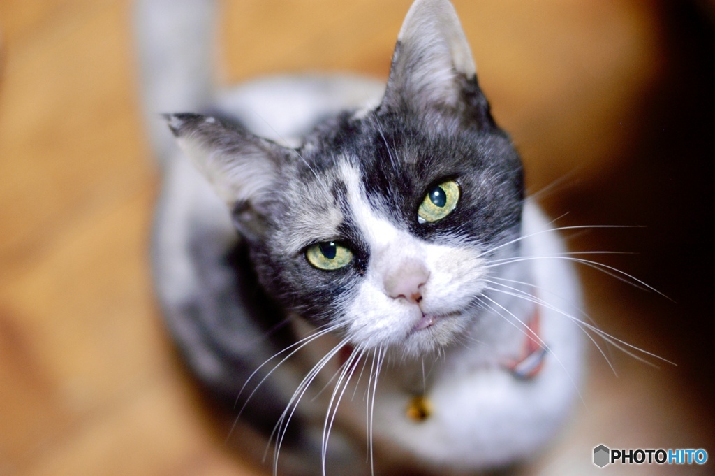 見あげてミャアー