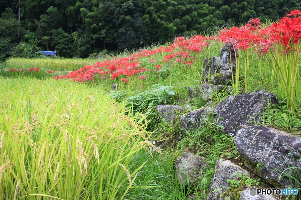 稲穂とお地蔵さま