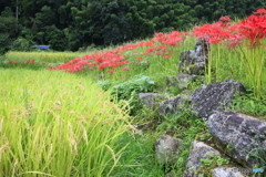 稲穂とお地蔵さま