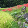 稲穂とお地蔵さま