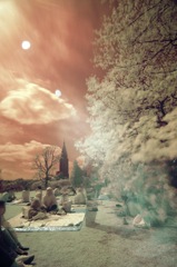 桜の御苑