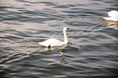 山中湖の白鳥