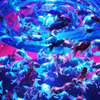金魚
