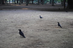 カラス
