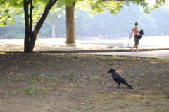 カラス