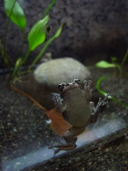 カエル
