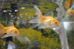 金魚