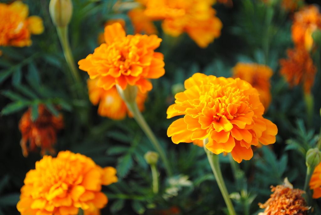 花2