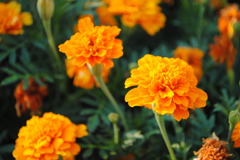 花2