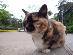 鼻グロ