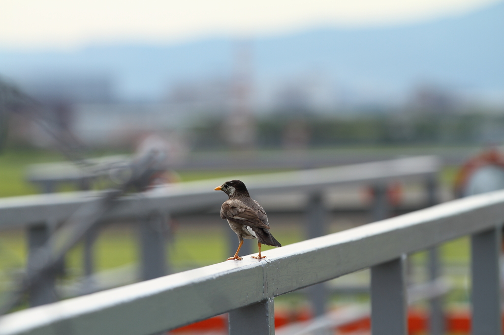 飛行機待ち