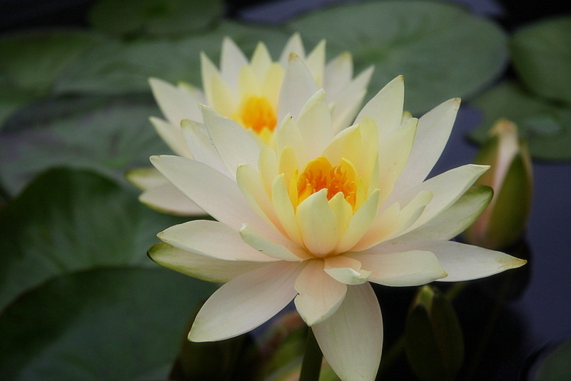 IMG_0216 Photo