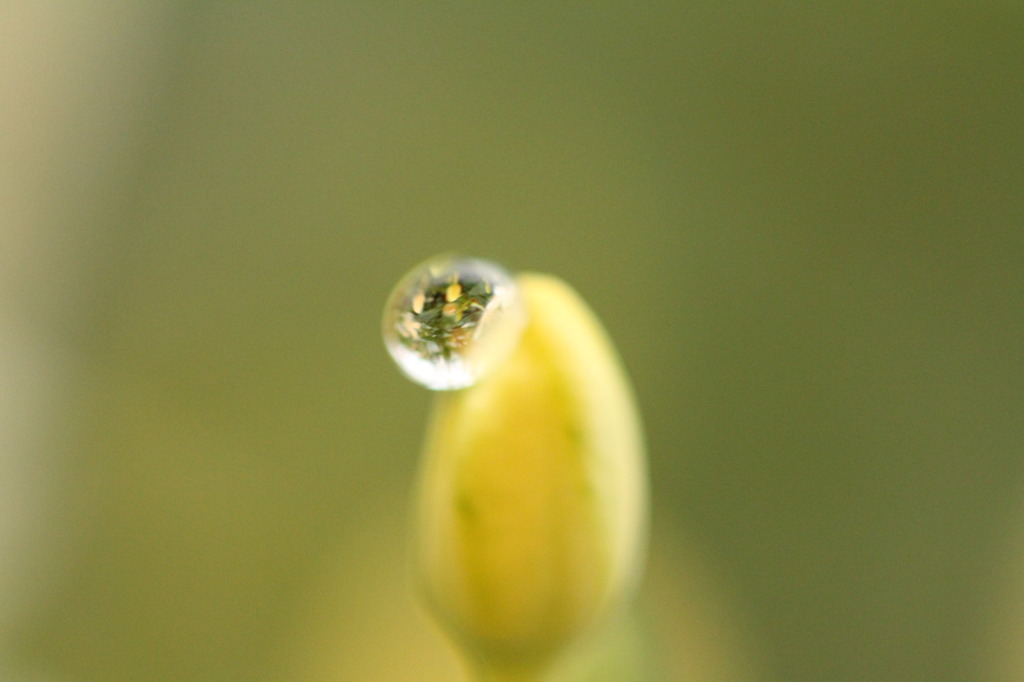 水の中の花畑