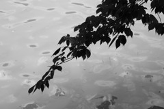 IMG_0416