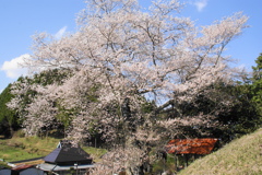 春花
