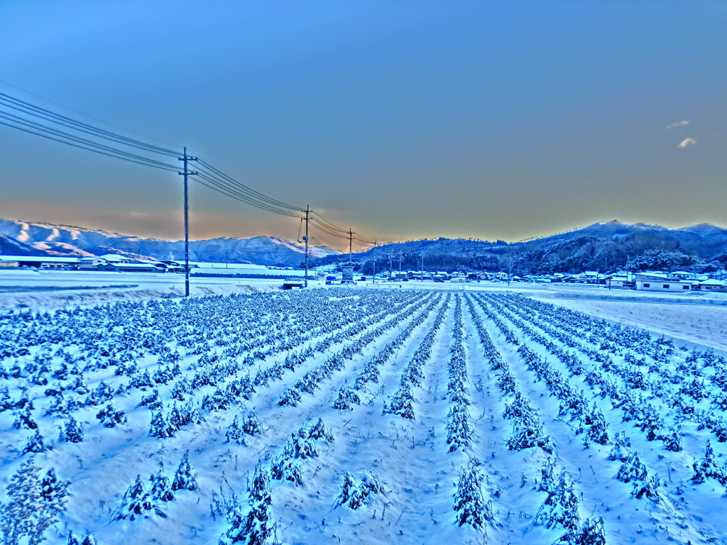 雪の黒豆たち
