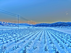 雪の黒豆たち