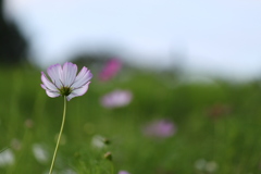 秋桜