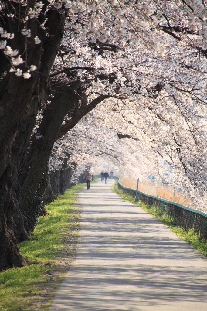 朝の散歩に