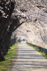 朝の散歩に