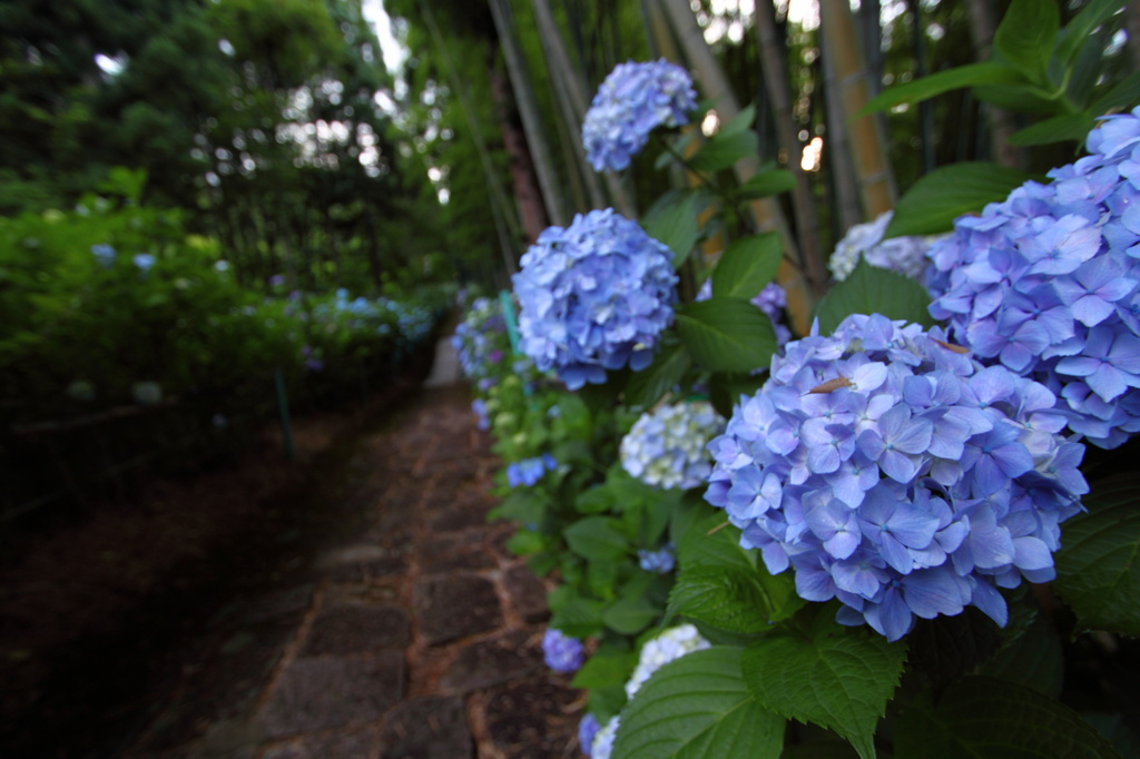 出塩文殊堂の紫陽花