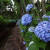 出塩文殊堂の紫陽花
