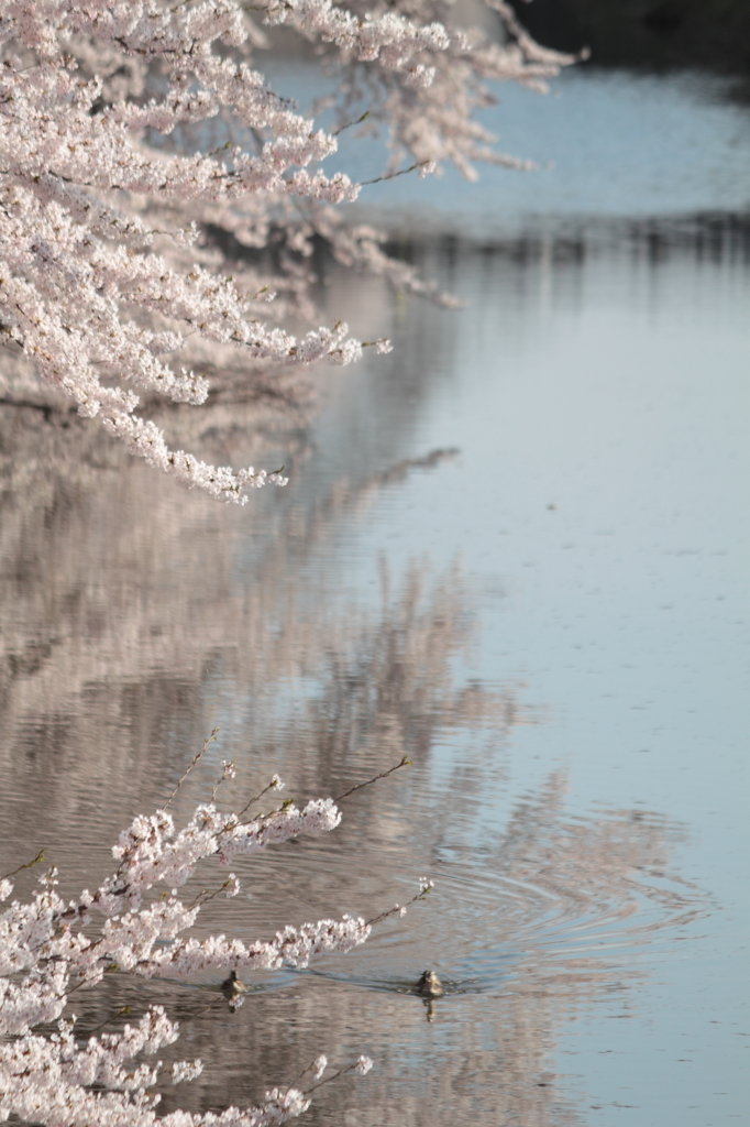 春の水辺