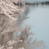 春の水辺