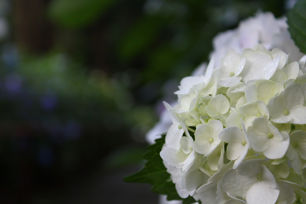 紫陽花回廊