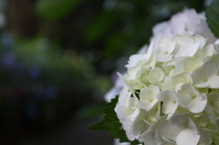 紫陽花回廊
