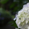 紫陽花回廊