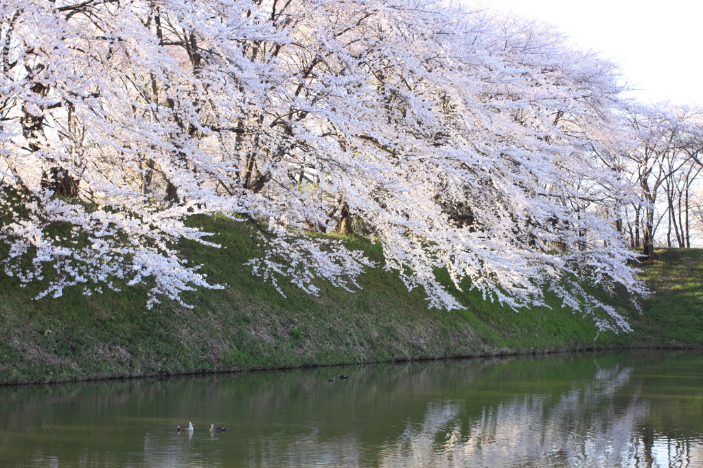 朝の水辺に