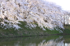 朝の水辺に
