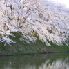 朝の水辺に