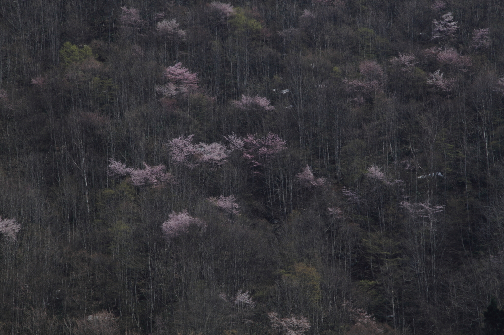 山桜息吹