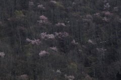 山桜息吹