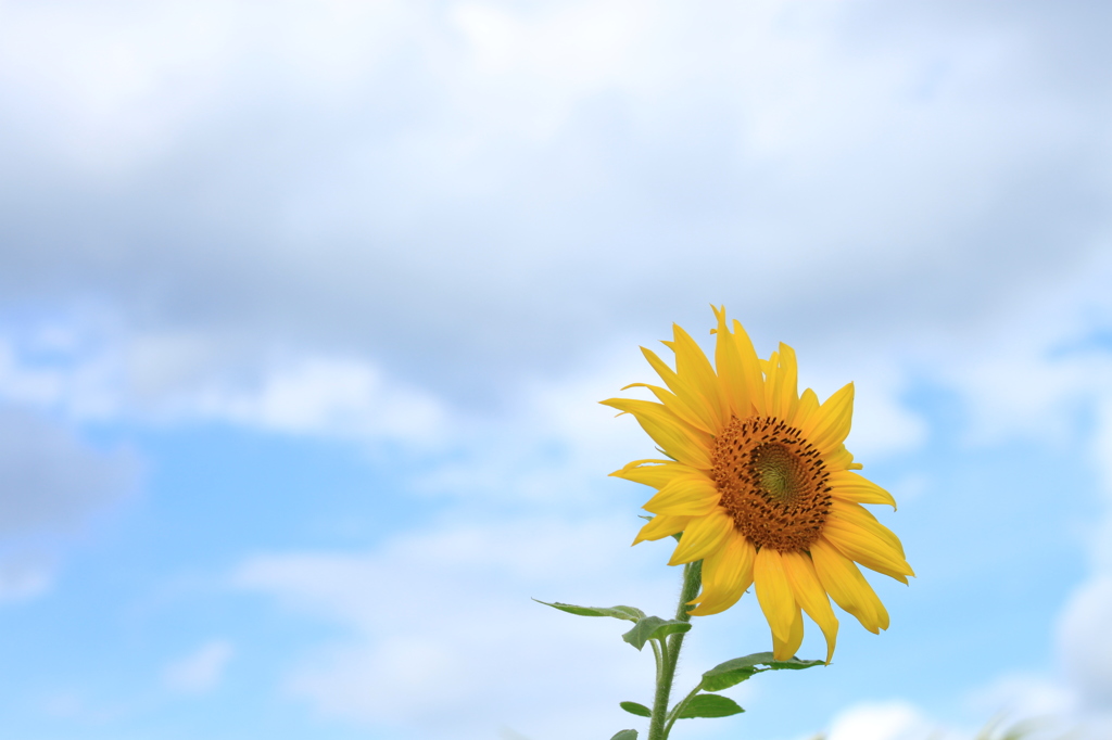 夏の終わりに