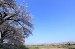 一目千本桜