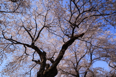 今年も