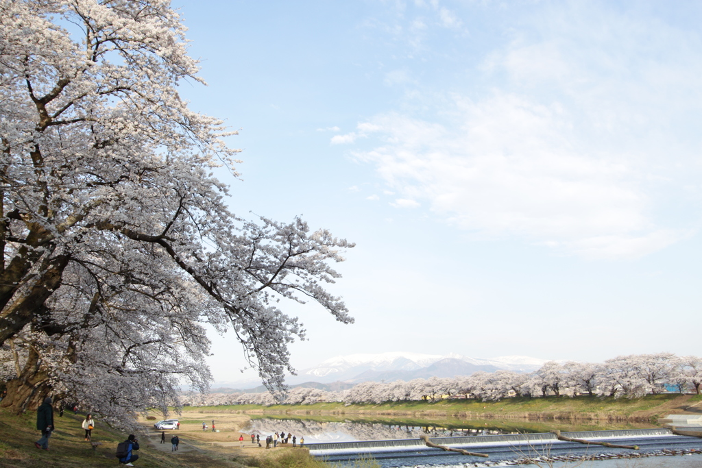 一目千本桜