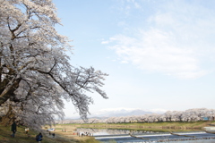 一目千本桜