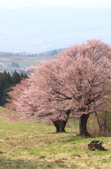 牧場のさくら